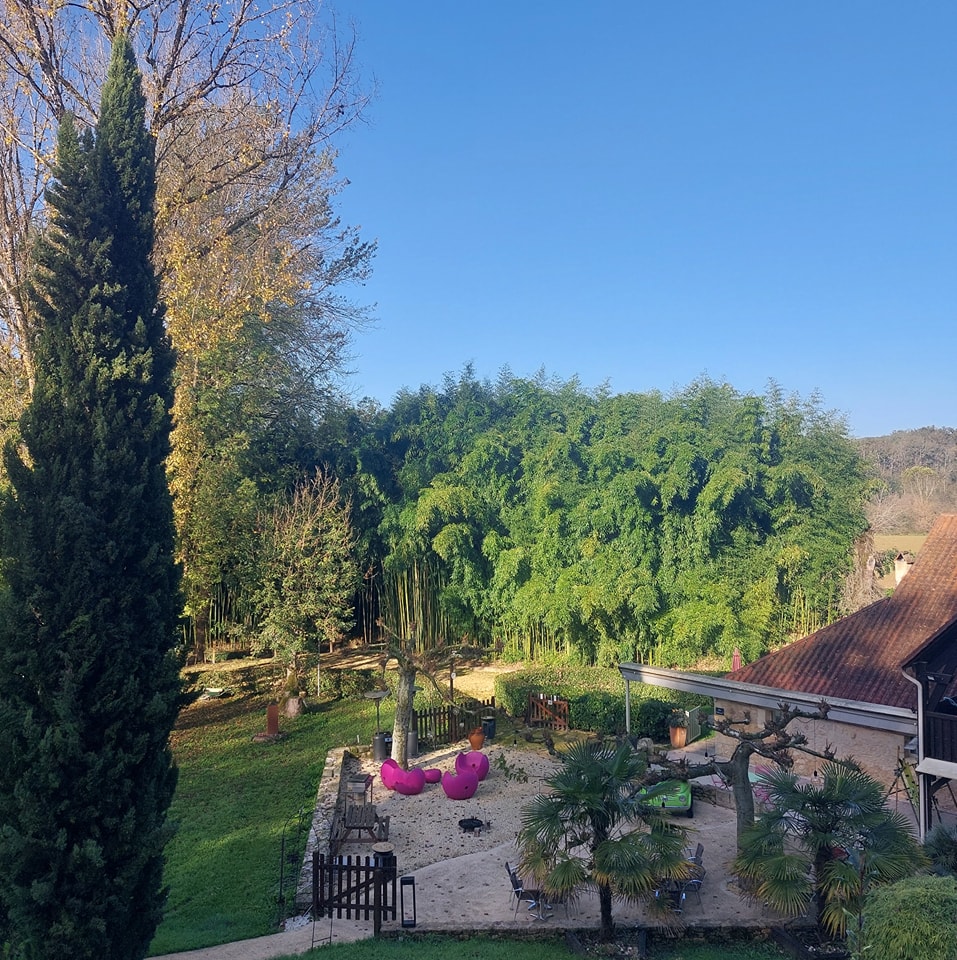 Jardin luxuriant : détente sur la terrasse près des bambous. Jardin luxuriant avec un grand cyprès et une dense bambouseraie. Terrasse aménagée pour la détente avec sièges fuchsia et palmiers.
