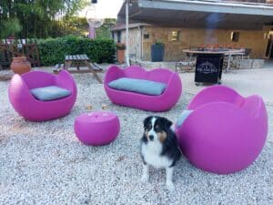 Chien berger australien près de fauteuils magenta et table basse, avec verres de vin et brasero allumé en arrière-plan. Gîte Welcome!